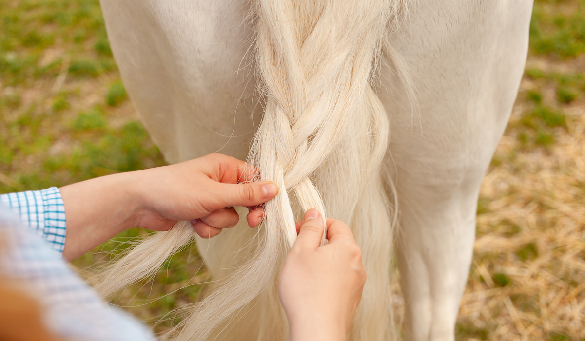 braiding horse tail